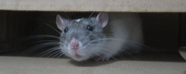 Rodent Droppings Cleanup